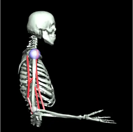 MyoElbow from MyoSim