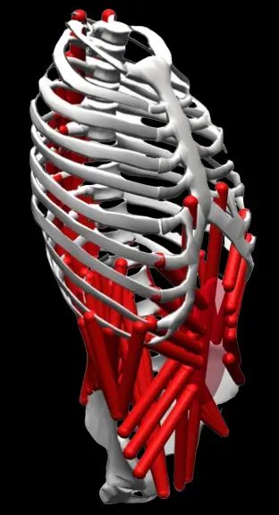 MyoTorso musculoskeletal illustration